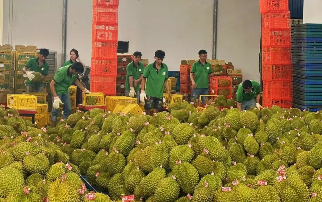 Rau quả là mặt hàng xuất khẩu mạnh sang Trung Quốc theo dữ liệu xuất khẩu