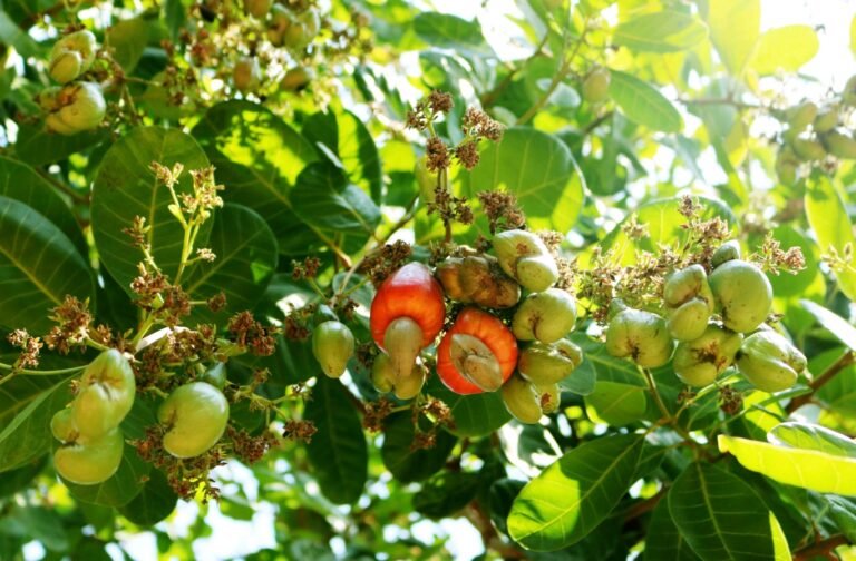 Ngành điều Việt Nam đạt kỷ lục mới về xuất khẩu